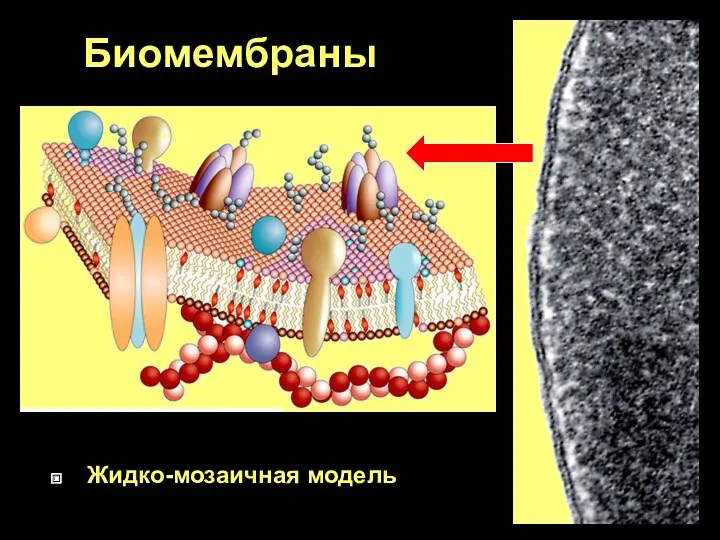 Биомембраны Жидко-мозаичная модель