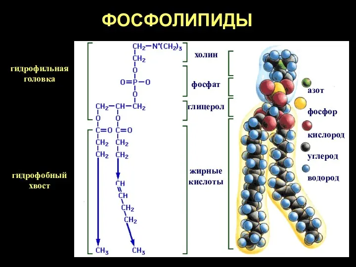 ФОСФОЛИПИДЫ азот фосфор кислород углерод водород двойная связь гидрофильная головка