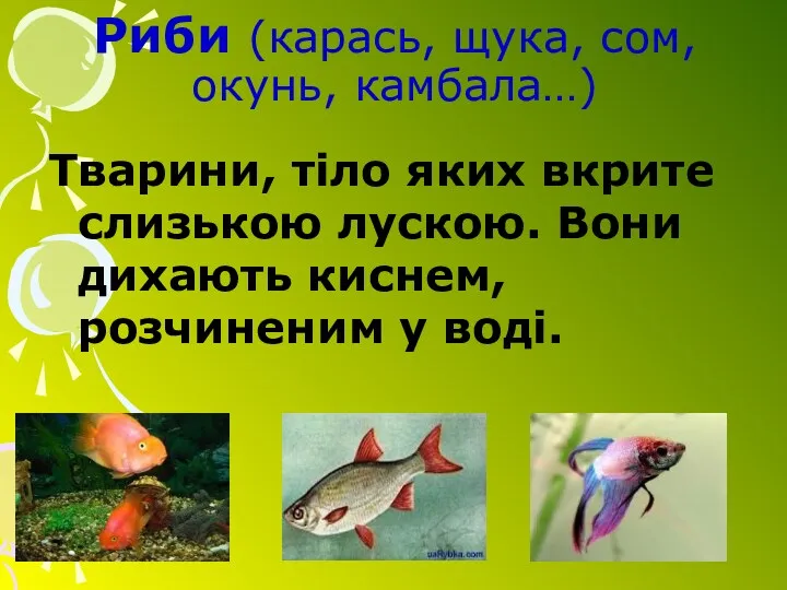 Риби (карась, щука, сом, окунь, камбала…) Тварини, тіло яких вкрите