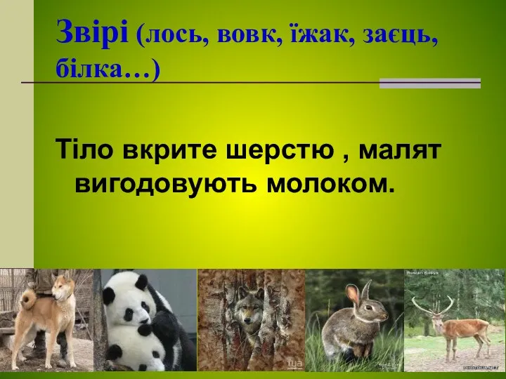 Звірі (лось, вовк, їжак, заєць, білка…) Тіло вкрите шерстю , малят вигодовують молоком.