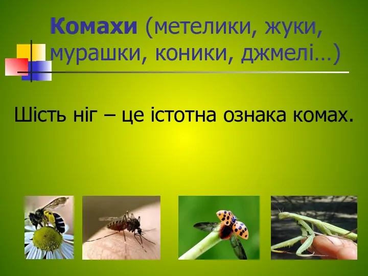 Комахи (метелики, жуки, мурашки, коники, джмелі…) Шість ніг – це істотна ознака комах.