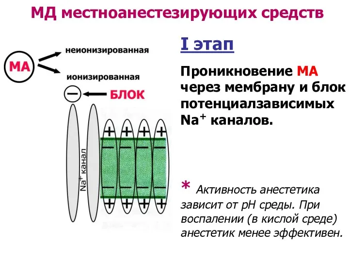 МД местноанестезирующих средств I этап Проникновение МА через мембрану и блок потенциалзависимых Na+