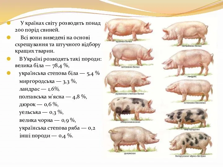 У країнах світу розводять понад 200 порід свиней. Всі вони виведені на основі