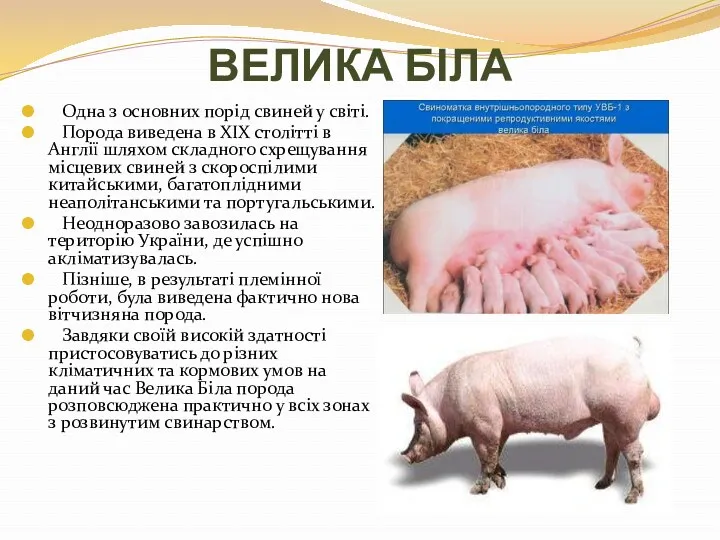 ВЕЛИКА БІЛА Одна з основних порід свиней у світі. Порода виведена в ХІХ
