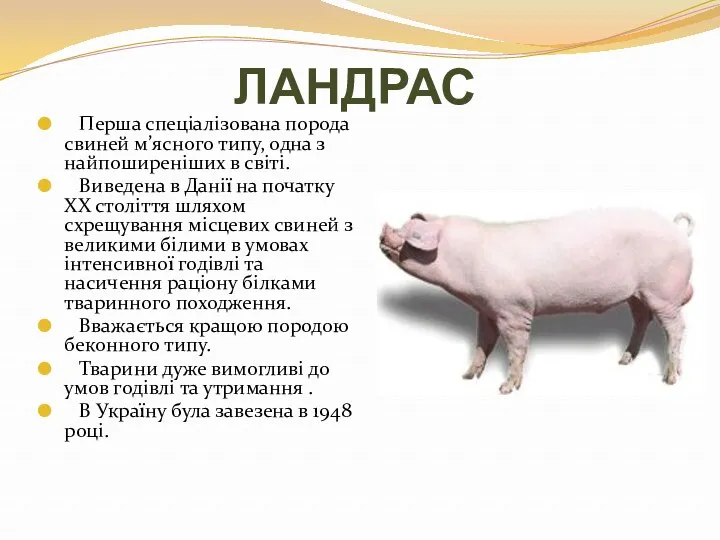 ЛАНДРАС Перша спеціалізована порода свиней м’ясного типу, одна з найпоширеніших в світі. Виведена