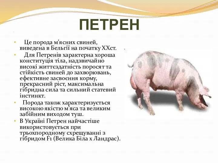 ПЕТРЕН Це порода м’ясних свиней, виведена в Бельгії на початку ХХст. Для Петренів