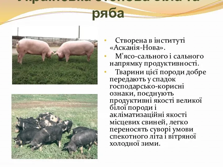 Українська степова біла та ряба Створена в інституті «Асканія-Нова». М'ясо-сального