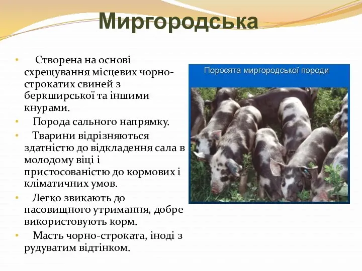 Миргородська Створена на основі схрещування місцевих чорно-строкатих свиней з беркширської