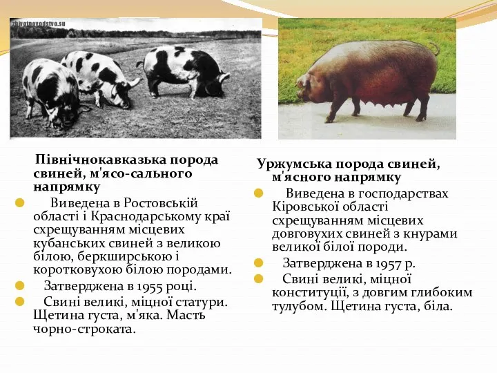 Північнокавказька порода свиней, м'ясо-сального напрямку Виведена в Ростовській області і Краснодарському краї схрещуванням