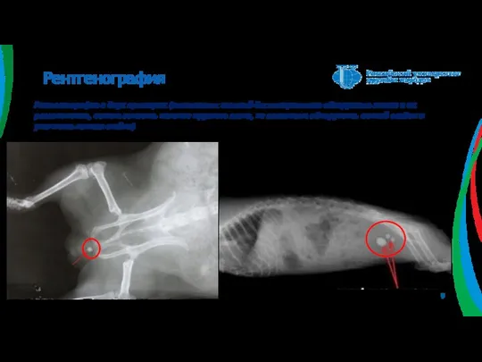 Рентгенография Рентгенография в двух проекциях (позволяет с высокой достоверностью обнаружить