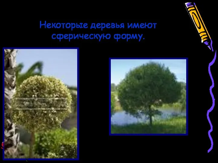 Некоторые деревья имеют сферическую форму.