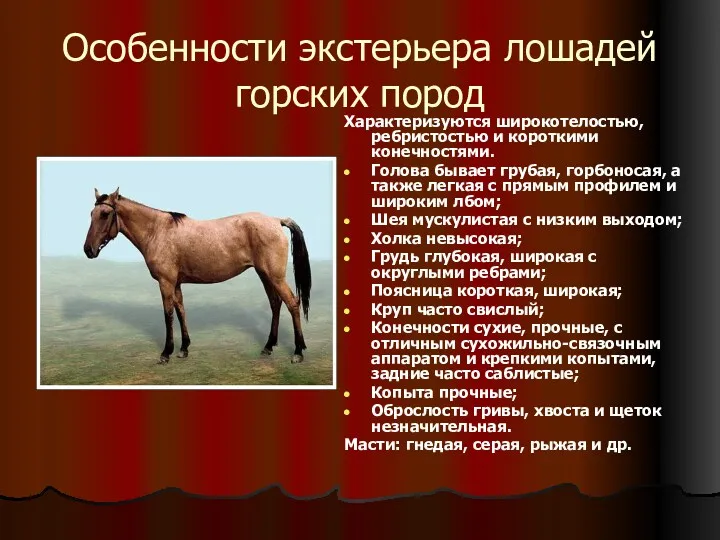 Особенности экстерьера лошадей горских пород Характеризуются широкотелостью, ребристостью и короткими