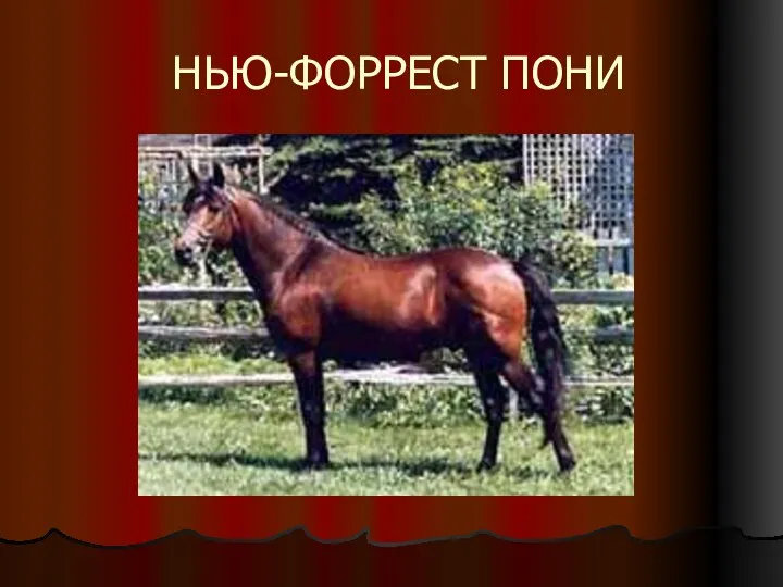 НЬЮ-ФОРРЕСТ ПОНИ