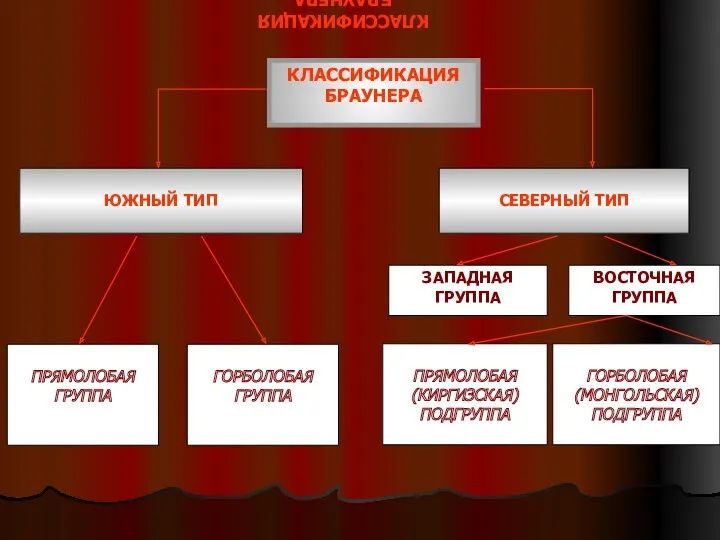 КЛАССИФИКАЦИЯ БРАУНЕРА КЛАССИФИКАЦИЯ БРАУНЕРА ЮЖНЫЙ ТИП СЕВЕРНЫЙ ТИП ПРЯМОЛОБАЯ ГРУППА