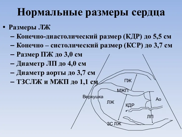 Нормальные размеры сердца Размеры ЛЖ Конечно-диастолический размер (КДР) до 5,5