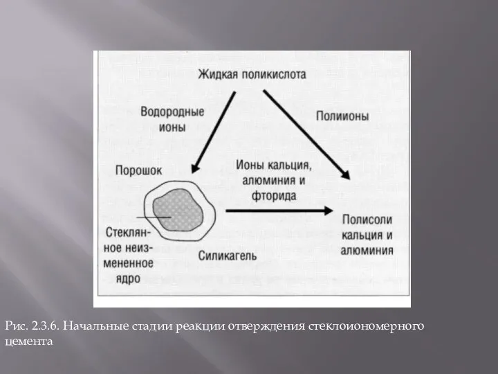 Рис. 2.3.6. Начальные стадии реакции отверждения стеклоиономерного цемента