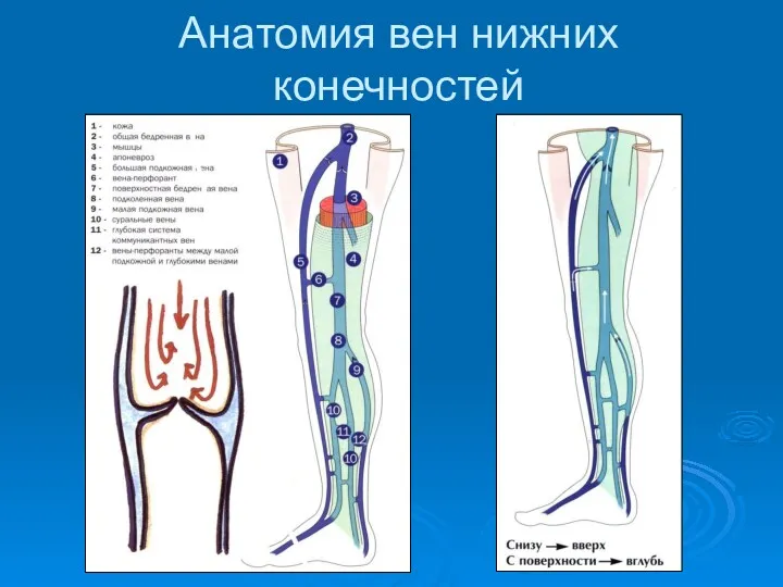 Анатомия вен нижних конечностей