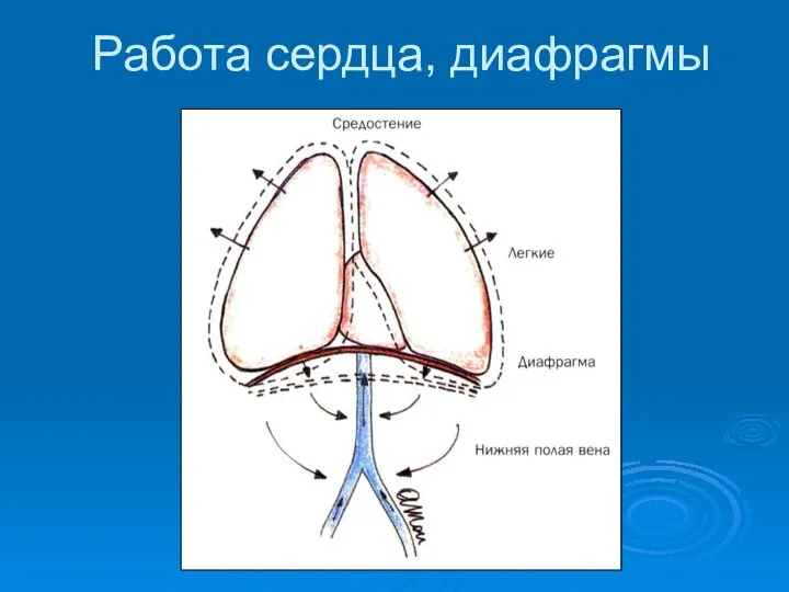 Работа сердца, диафрагмы