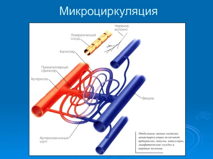 Микроциркуляция