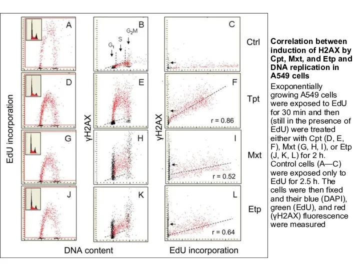 Correlation between induction of H2AX by Cpt, Mxt, and Etp and DNA replication