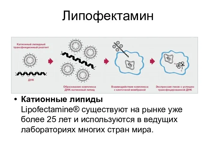 Липофектамин Катионные липиды Lipofectamine® существуют на рынке уже более 25 лет и используются