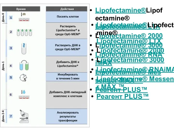 Lipofectamine®Lipofectamine® Lipofectamine® LTX Lipofectamine® 2000 Lipofectamine® 3000 Lipofectamine® RNAiMAX Lipofectamine® Messenger MAX ™