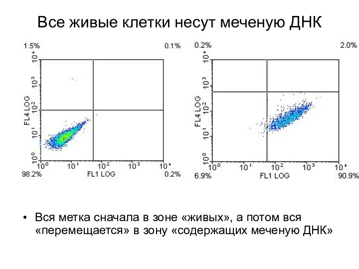 Все живые клетки несут меченую ДНК Вся метка сначала в