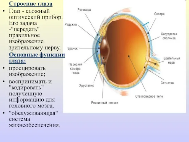 Строение глаза Глаз - сложный оптический прибор. Его задача -"передать" правильное изображение зрительному