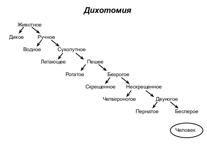 Дихотомия Животное Дикое Ручное Водное Сухопутное Летающее Пешее Рогатое Безрогое