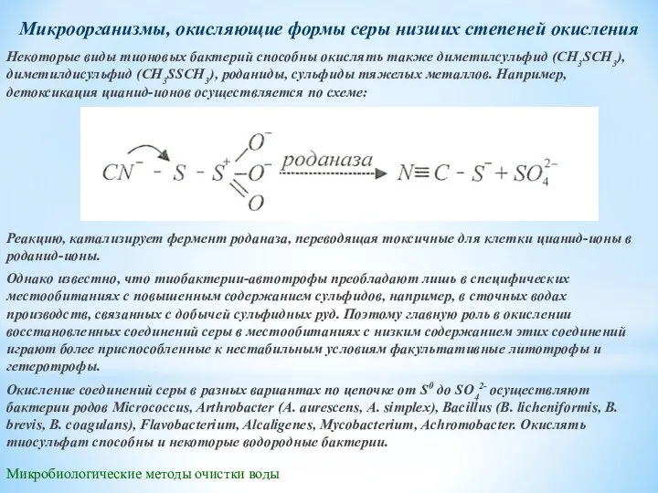 Микробиологические методы очистки воды Микроорганизмы, окисляющие формы серы низших степеней