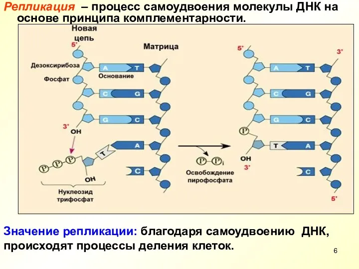 Репликация – процесс самоудвоения молекулы ДНК на основе принципа комплементарности.