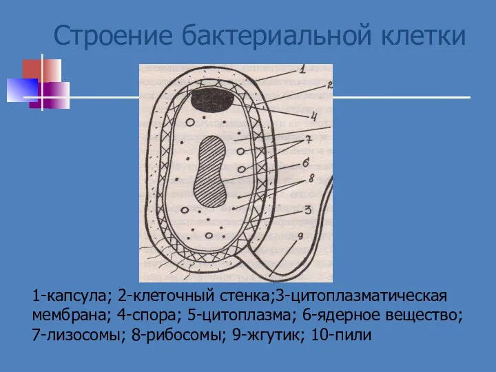 Строение бактериальной клетки 1-капсула; 2-клеточный стенка;3-цитоплазматическая мембрана; 4-спора; 5-цитоплазма; 6-ядерное вещество; 7-лизосомы; 8-рибосомы; 9-жгутик; 10-пили