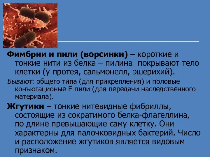 Фимбрии и пили (ворсинки) – короткие и тонкие нити из