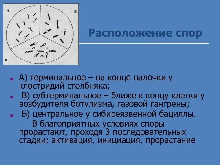 Расположение спор А) терминальное – на конце палочки у клостридий