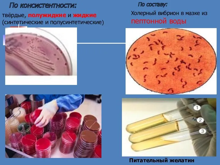 твёрдые, полужидкие и жидкие (синтетические и полусинтетические) Холерный вибрион в