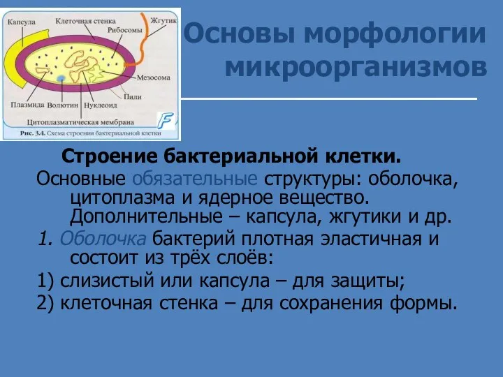 Основы морфологии микроорганизмов Строение бактериальной клетки. Основные обязательные структуры: оболочка,