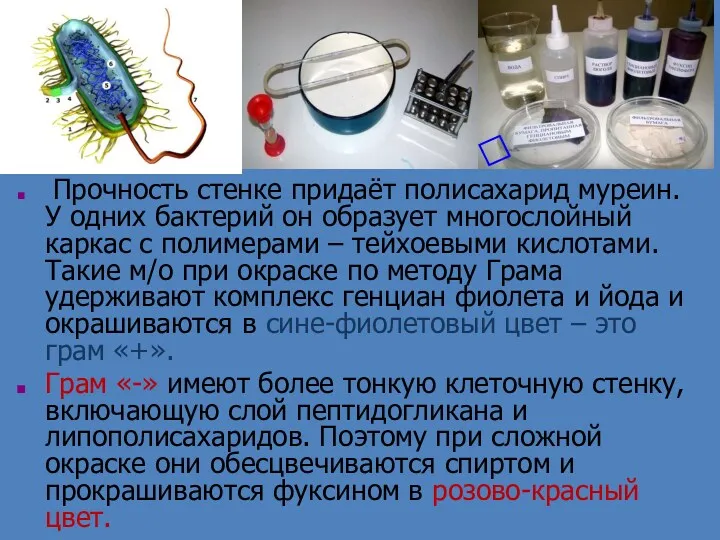 Прочность стенке придаёт полисахарид муреин. У одних бактерий он образует