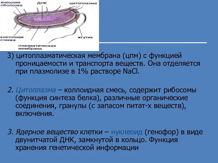 3) цитоплазматическая мембрана (цпм) с функцией проницаемости и транспорта веществ.