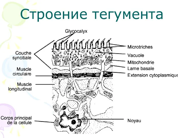 Строение тегумента