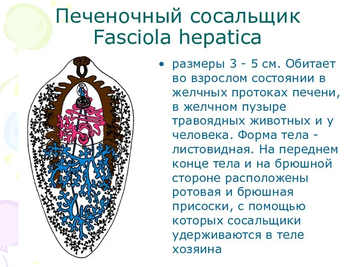 Печеночный сосальщик Fasciola hepatica размеры 3 - 5 см. Обитает