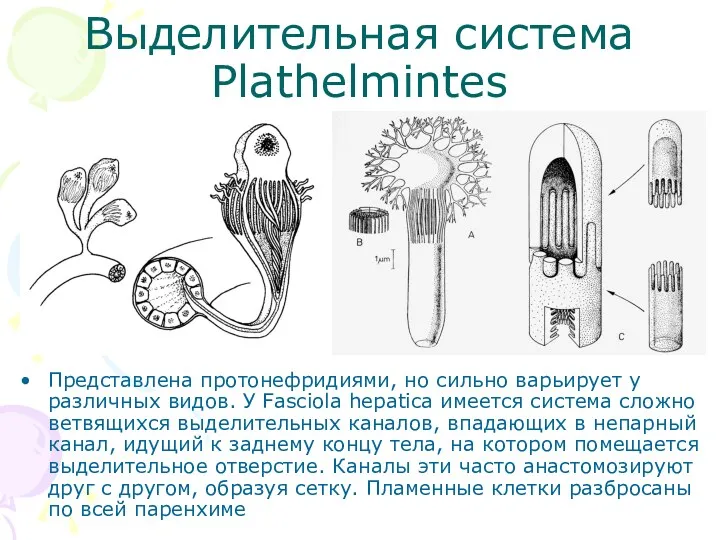 Выделительная система Plathelmintes Представлена протонефридиями, но сильно варьирует у различных