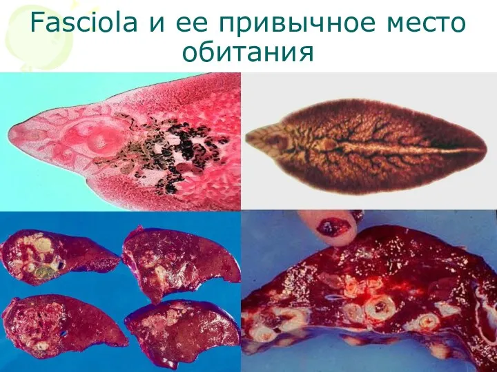 Fasciola и ее привычное место обитания