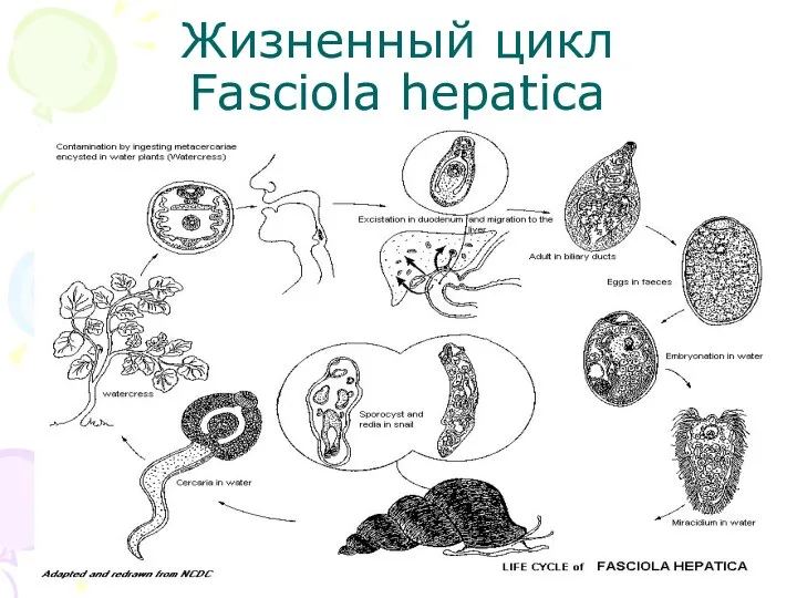 Жизненный цикл Fasciola hepatica