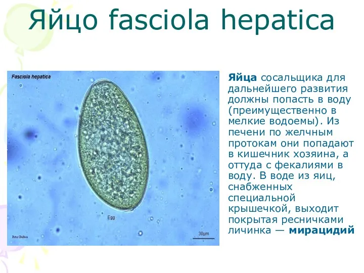 Яйцо fasciola hepatica Яйца сосальщика для дальнейшего развития должны попасть