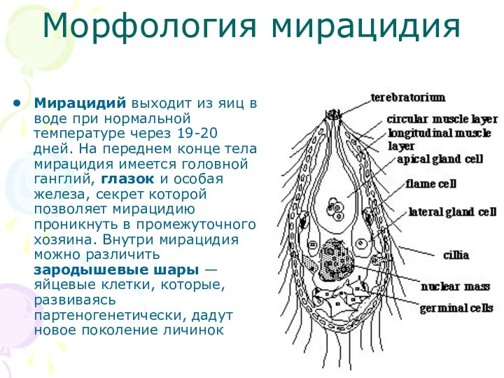 Морфология мирацидия Мирацидий выходит из яиц в воде при нормальной