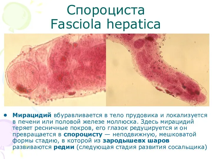 Спороциста Fasciola hepatica Мирацидий вбуравливается в тело прудовика и локализуется