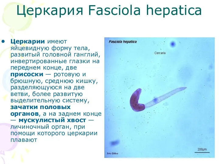 Церкария Fasciola hepatica Церкарии имеют яйцевидную форму тела, развитый головной