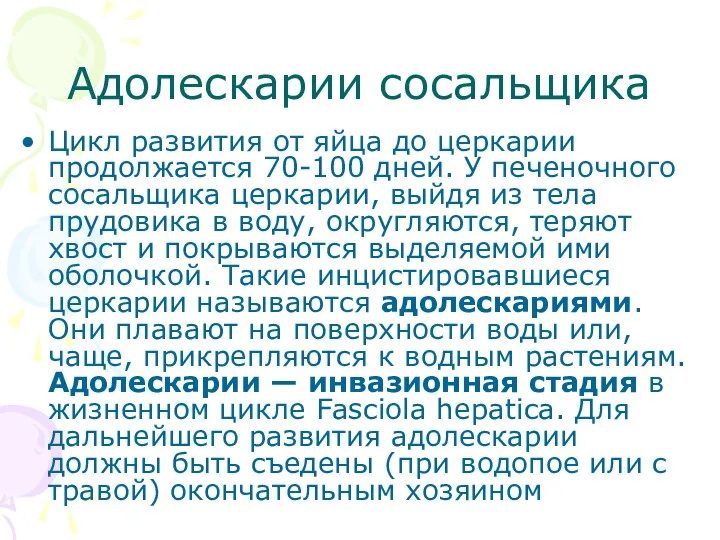 Адолескарии сосальщика Цикл развития от яйца до церкарии продолжается 70-100