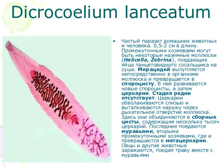 Dicrocoelium lanceatum Частый паразит домашних животных и человека. 0,5-2 см