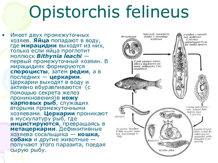 Opistorchis felineus Имеет двух промежуточных хозяев. Яйца попадают в воду,